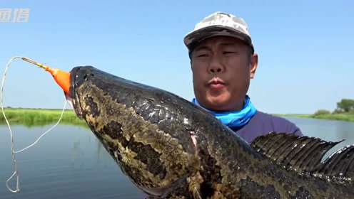 渔猎路亚 路亚黑鱼11 狂野北大荒 之 12斤巨物出水